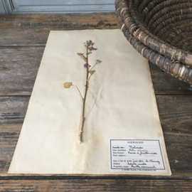OV20110642 Oude Franse botanische bloem - Malva Rotundifolia - (= ned. naam: kaasjeskruid) periode: 1942 in prachtige staat! Afmeting: 28 cm. breed / 45 cm. hoog.