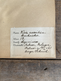 OV20111042 Antieke Zweedse herbarium - Vicia Cassubica - uit 1921 in prachtige staat! Afmeting: 24x40 cm.