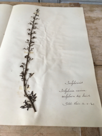 OV 20110620 Old French herbier pressing - Scrophularia canina - (= dog's wort) signed: 1930 in beautiful condition! Size: 40 cm. long / 26 cm. wide