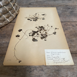 OV20110894 Antique Swedish herbarium - Liaria cymbalaria - (wall snapdragon) period: 1923 in beautiful condition. Size: 40x24 cm