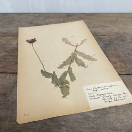 OV20110799 Antieke Zweedse herbarium - Papaver -  uit 1922 in prachtige staat! Afmeting: 40 cm. hoog / 24 cm. breed