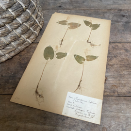 OV20110895 Antieke Zweedse herbarium -maianthemum bifolium (dalkruid) periode: 1923 in prachtige staat. Afmeting: 40x24 cm