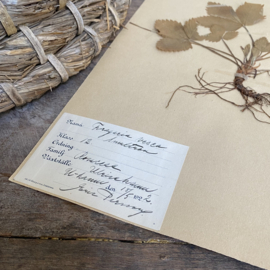 OV20110853 Antique Swedish herbarium - Fragaria Vesca forest strawberry - period: 1922 in beautiful condition! Size: 40x24 cm.