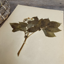 OV20110849 Antique Swedish herbarium - Solanum Tuberosum potato - period: 1922 in beautiful condition! / Size: 40 x 24 cm.