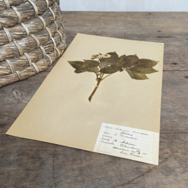 OV20110849 Antique Swedish herbarium - Solanum Tuberosum potato - period: 1922 in beautiful condition! / Size: 40 x 24 cm.