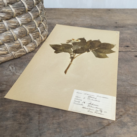 OV20110849 Antieke Zweedse herbarium - Solanum Tuberosum aardappel -  periode: 1922 in prachtige staat! / Afmeting: 40 x 24 cm.