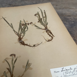 OV20110800 Antieke Zweedse herbarium - Veldbies -  uit 1917 in prachtige staat! Afmeting: 40 cm. hoog  / 24 cm. breed