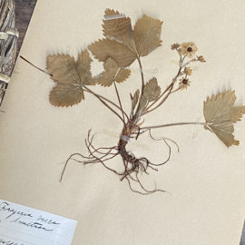 OV20110853 Antique Swedish herbarium - Fragaria Vesca forest strawberry - period: 1922 in beautiful condition! Size: 40x24 cm.