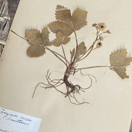 OV20110853 Antieke Zweedse herbarium - Fragaria Vesca bosaardbei - periode: 1922 in prachtige staat! Afmeting: 40x24 cm.