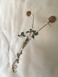 OV20110647 Oude Franse botanisch bloem - Trifolium Fragiferum - (= aardbeiklaver) periode: 1942 in prachtige staat! Afmeting: 28 cm. breed / 45 cm. hoog.