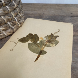 OV20110850 Antique Swedish herbarium - Pisum Sativum sweet peas - period: 1922 in beautiful condition! Size: 40 x 24 cm.