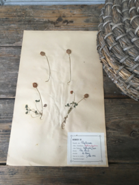 OV20110647 Old French herbier pressing - Trifolium Fragiferum - (= strawberry clover) period: 1942 in beautiful condition! Size: 28 cm. wide / 45 cm. high.