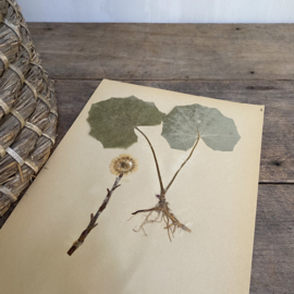OV20110854 Antieke Zweedse herbarium - Tussilago farfara klein hoefblad - periode: 1922 in prachtige staat! Afmeting: 40x24 cm.