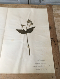 OV20110621 Oude Franse botanisch bloem - Knautia arvensis - (= beemdkroon) gesigneerd: 1930  in prachtige staat. Afmeting: 40 cm. lang / 26 cm breed