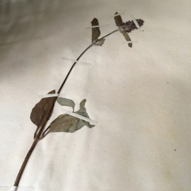 OV20110639 Oude Franse herbarium - Brunella Vulgaris [= gewone brunel]  periode: 1942 in prachtige staat! Afmeting: 28 cm. breed / 45 cm. hoog.