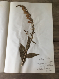 OV20110611 Unieke oude Franse botanische bloem - Digitalis grandiflora - (vingerhoedskruid) gesigneerd: juni 1930 in prachtige staat! / Afmeting: 40 lang / 26 cm. breed