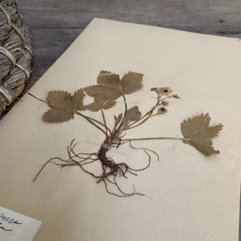 OV20110853 Antieke Zweedse herbarium - Fragaria Vesca bosaardbei - periode: 1922 in prachtige staat! Afmeting: 40x24 cm.