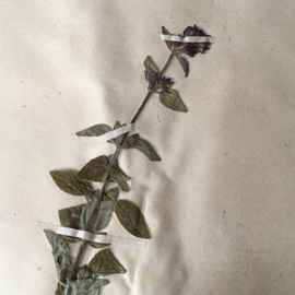 OV20110641 Oude Franse botanische bloem/kruid - Origanum Vulgare - (= wilde marjolein) periode: 1942 in prachtige staat! Afmeting: 28 cm. breed / 45 cm. hoog.