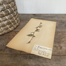OV20110902 Antique Swedish herbarium - Campanula rapunculoides - (Akkerklokje) period: 1921 in beautiful condition! Size: 40x24 cm