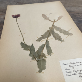 OV20110799 Antieke Zweedse herbarium - Papaver -  uit 1922 in prachtige staat! Afmeting: 40 cm. hoog / 24 cm. breed