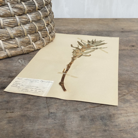 OV20110898 Antique Swedish herbarium - Thyrsiflora - (desert flower) / period: 1924 in beautiful condition. Size: 40x24 cm