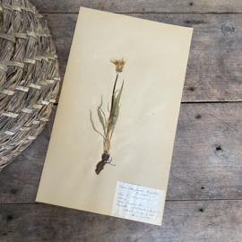 OV20110856 Antieke Zweedse herbarium periode: 1923 in prachtige staat! Afmeting: 40x24 cm.