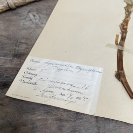 OV20110898 Antieke Zweedse herbarium - Thyrsiflora - (woestijnbloem) / periode: 1924 in prachtige staat. Afmeting: 40x24 cm