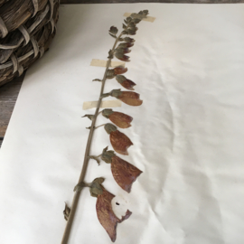 OV20110625 Old French pressed herbier - Digitalis Purpurea - (= foxglove) period: 1930 in beautiful condition! Size: 26 cm. wide / 40 cm. high