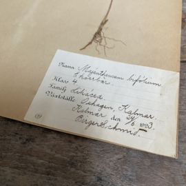 OV20110895 Antique Swedish herbarium - maianthemum bifolium (valley herb) period: 1923 in beautiful condition. Size: 40x24 cm