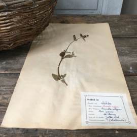 OV20110639 Oude Franse herbarium - Brunella Vulgaris [= gewone brunel]  periode: 1942 in prachtige staat! Afmeting: 28 cm. breed / 45 cm. hoog.