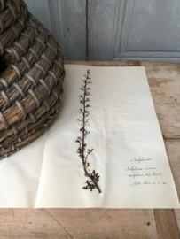 OV 20110620 Old French herbier pressing - Scrophularia canina - (= dog's wort) signed: 1930 in beautiful condition! Size: 40 cm. long / 26 cm. wide