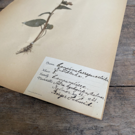 OV20110902 Antieke Zweedse herbarium - Campanula rapunculoides - (Akkerklokje) periode: 1921 in prachtige staat! Afmeting: 40x24 cm