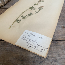 OV20110901 Antieke Zweedse herbarium - Medicago sativa - (Luzerne ) periode: 1921 in prachtige staat. Afmeting: 40x24 cm.