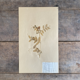 OV20111043 Antieke Zweedse herbarium - Vicia Septum (Heggewikke) uit 1923 in prachtige staat! Afmeting: 24x40 cm.
