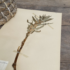 OV20110898 Antique Swedish herbarium - Thyrsiflora - (desert flower) / period: 1924 in beautiful condition. Size: 40x24 cm