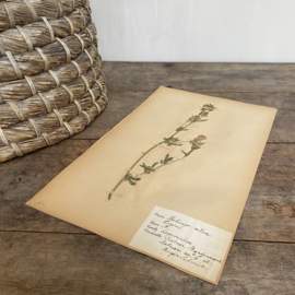 OV20110901 Antieke Zweedse herbarium - Medicago sativa - (Luzerne ) periode: 1921 in prachtige staat. Afmeting: 40x24 cm.