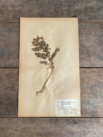 OV20111042 Antieke Zweedse herbarium - Vicia Cassubica - uit 1921 in prachtige staat! Afmeting: 24x40 cm.
