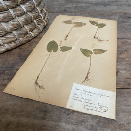OV20110895 Antieke Zweedse herbarium -maianthemum bifolium (dalkruid) periode: 1923 in prachtige staat. Afmeting: 40x24 cm