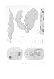 Thuret Études Phycologiques - Analyses D'Algues Marines