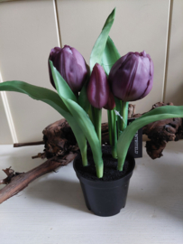 Tulpenbollen in pot lila