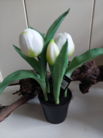 Tulpenbollen in pot wit