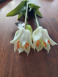 Open tulp wit