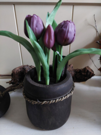 Tulpenbollen in pot lila