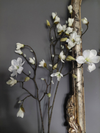 Magnolia tak