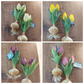 Tulpenbolletjes, diverse kleuren