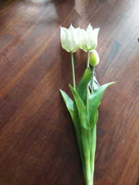 Open tulp wit