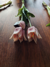 Open tulp rose