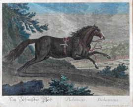 Boheemse  Paard Ridinger