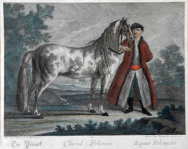 Poolse Paard Ridinger