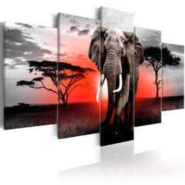 788 Afrika Olifant